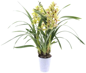 CYMBIDIUM 2/3 BRANCHES AVEC CACHE POT ZINC