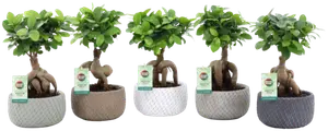 FICUS GINSENG COUPE BETON 16CM