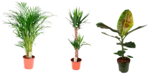 Plantes vertes pot de 24 cm
