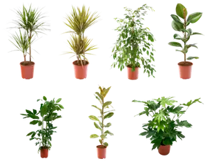 Plantes vertes pot de 21cm avec couvre pot
