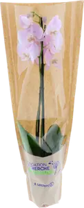 ORCHIDEE 2 BRANCHES POT 12CM