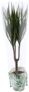 Plantes vertes pot de 17 cm