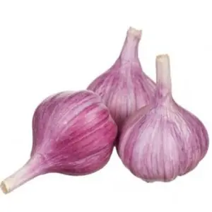 Ail Blanc Catégorie 1 x3