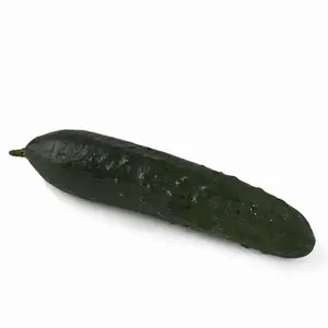 Natoora Concombre Noa x1