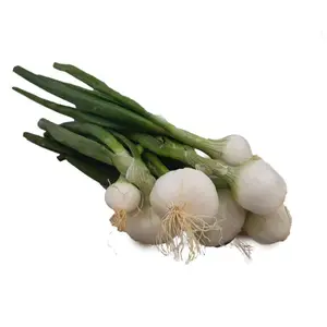 Natoora Oignon blanc frais botte x1