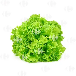 Salade Laitue Frisée A La Pièce