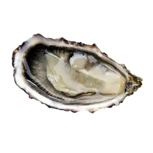 Huître N°1