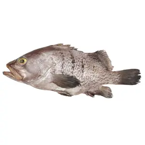 Mérou au kg