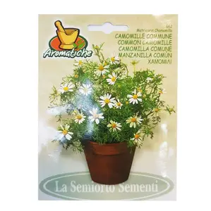 Camomille Comune Art 662