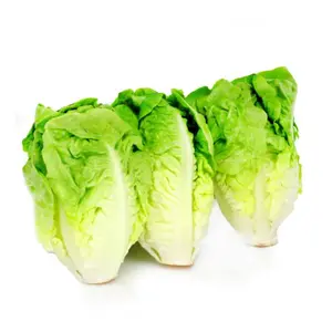 Salade Laitue Sucrine