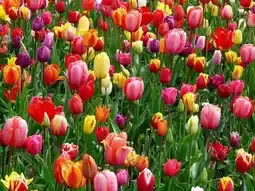 Mélange de tulipes ou narcisses