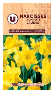 Bulbes U et U Spécialiste