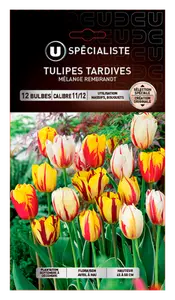 Tulipe U ou U Spécialiste