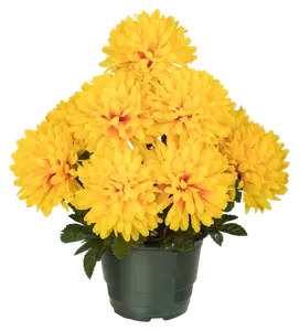 POT CHRYSANTHEMES 9 TETES