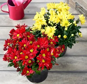 CHRYSANTHEME AMÉRICAIN UNICOLORE OU TRICOLORE