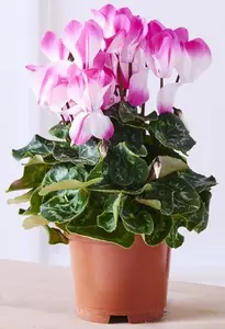CYCLAMEN