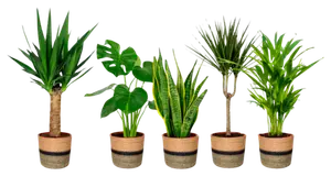 PLANTES VERTES