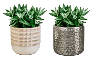Succulentes