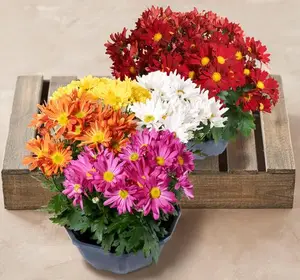 CHRYSANTHEME CLASSIC