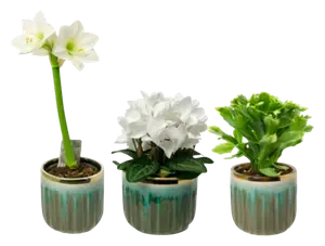 Plantes Fleuries