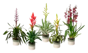 Plante Fleurie Luxe
