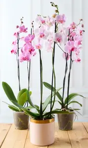 ORCHIDÉE 2 TIGES