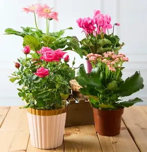 PLANTE FLEURIE