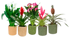 PLANTES FLEURIES