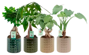 PLANTES VERTES