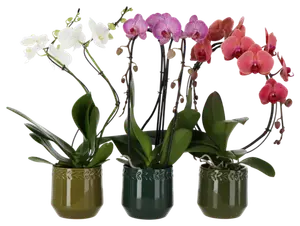 ORCHIDÉE PHALAENOPSIS FORME