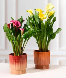 ARUM ZANTEDESCHIA