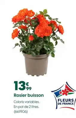 Rosier buisson