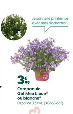 Campanule Get Mee bleue ou blanche