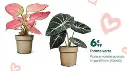 Plante verte