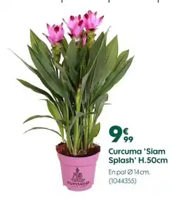 Curcuma 'Siam Splash
